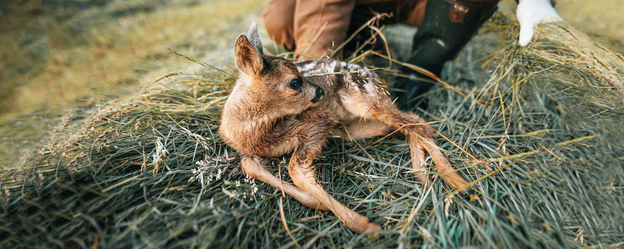 Rehkitzrettung Drohne