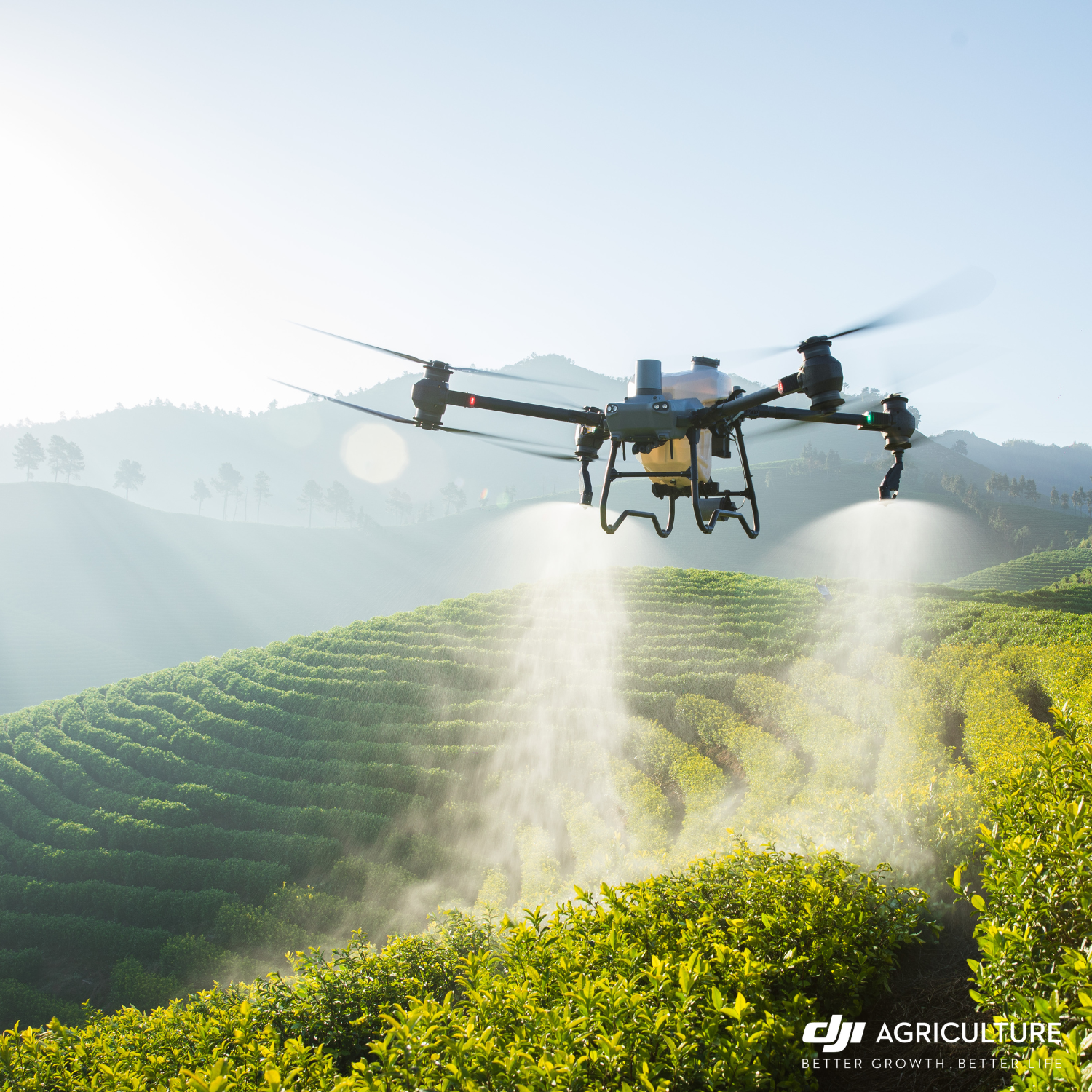 DJI Agras T50 sprühen Hanglage